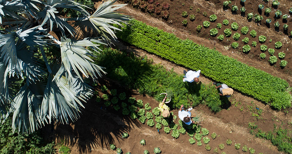 Bel Ombre Sustainable Agriculture