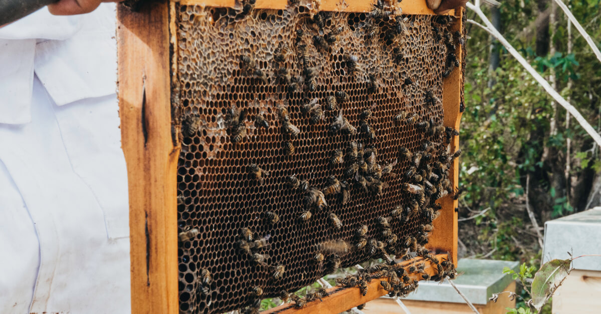 Honey