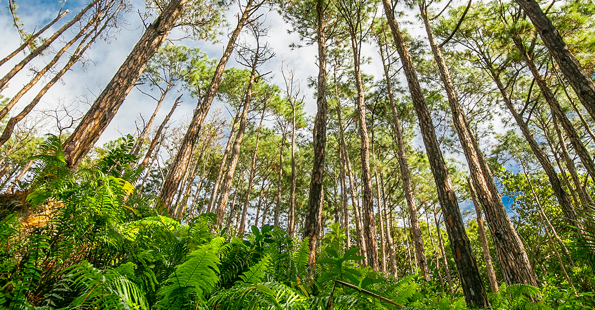 Bel Ombre, a Man & Biosphere Reserve