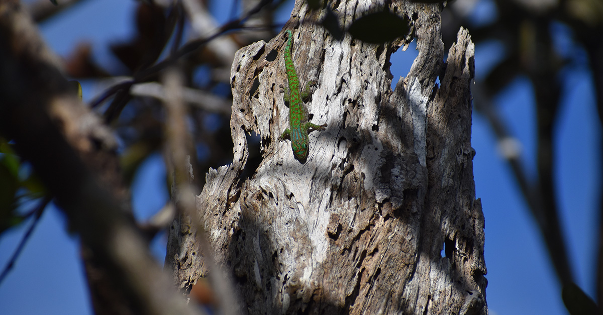 Rogers Foundation partners with Ebony Forest to advance conservation of endangered species