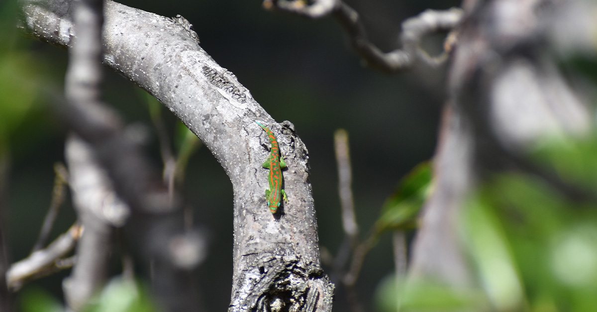 Rogers Foundation partners with Ebony Forest to advance conservation of endangered species